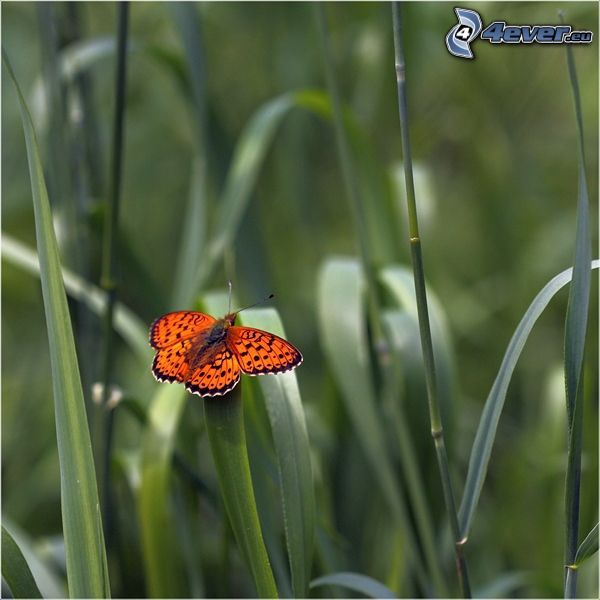 motyl, źdźbła trawy