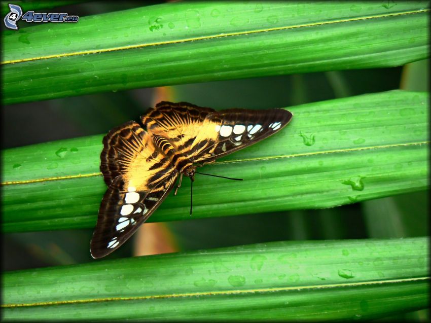 motyl, zielone liście