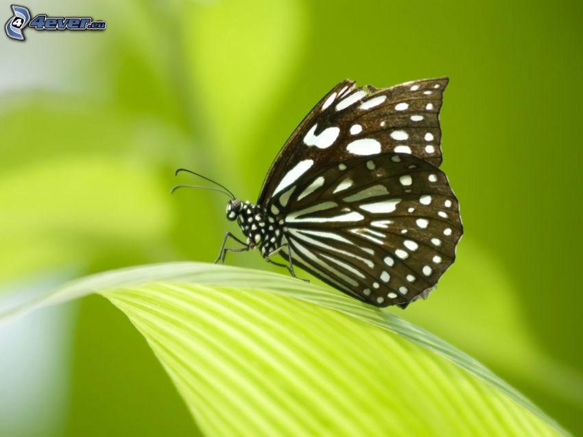 motyl, zielony liść
