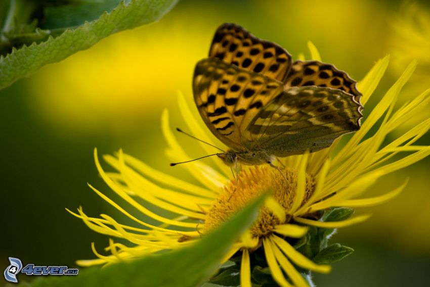 motyl, żółty kwiat