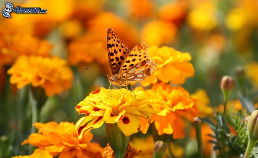 Motyl na kwiatku, aksamitki, żółte kwiaty