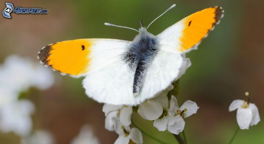 Motyl na kwiatku, białe kwiaty
