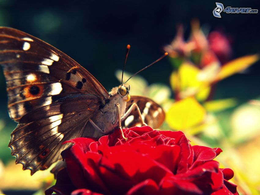 Motyl na kwiatku, czerwony kwiat, makro