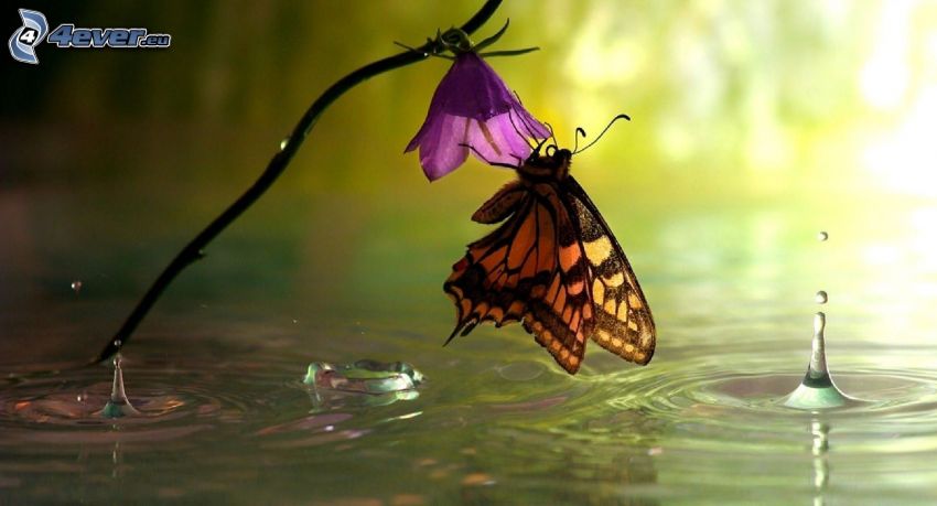 Motyl na kwiatku, fioletowy kwiat, woda