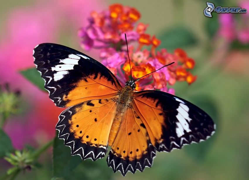 Motyl na kwiatku, makro