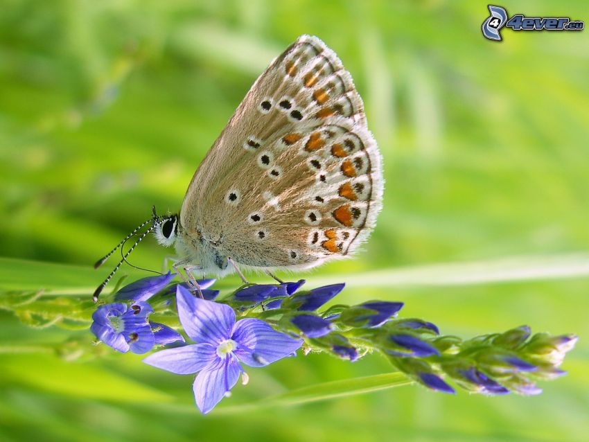 Motyl na kwiatku, niebieski kwiat, makro