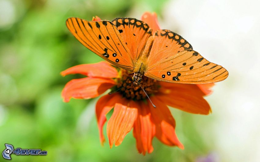 Motyl na kwiatku, pomarańczowy kwiat