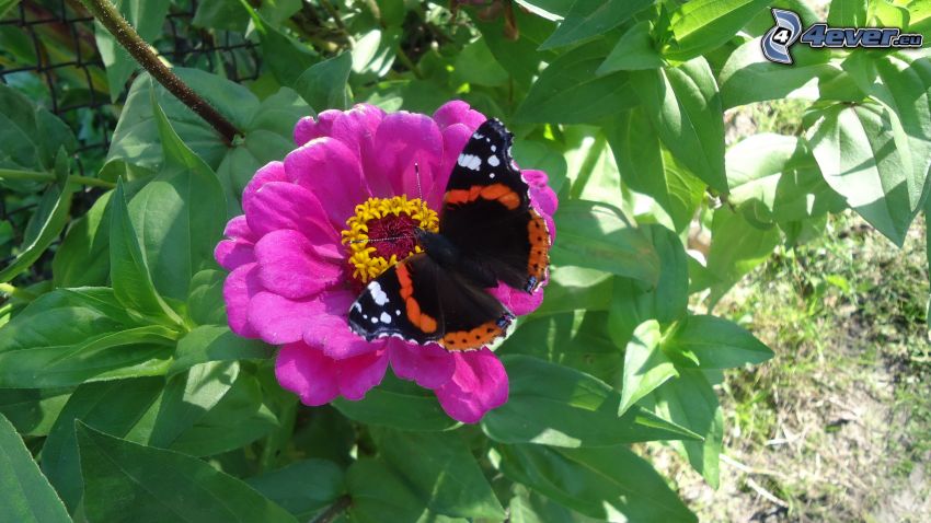 Motyl na kwiatku, różowy kwiat