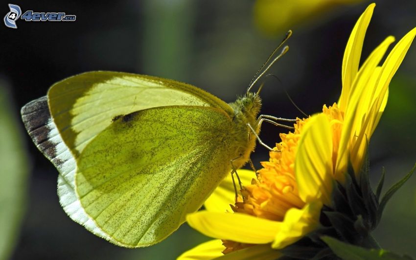 Motyl na kwiatku, żółty kwiat, makro