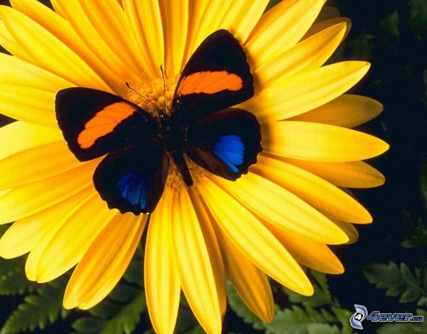 Motyl na kwiatku, żółty kwiat