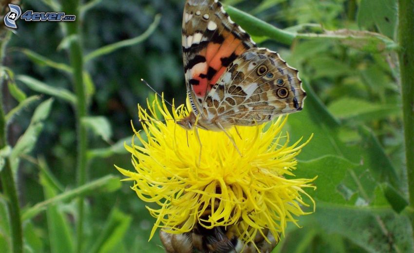 Motyl na kwiatku, żółty kwiat