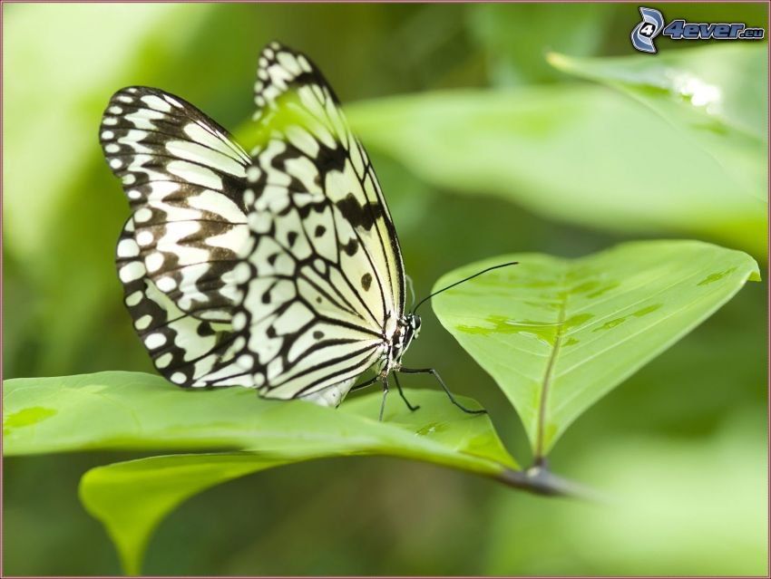 motyl na liściu