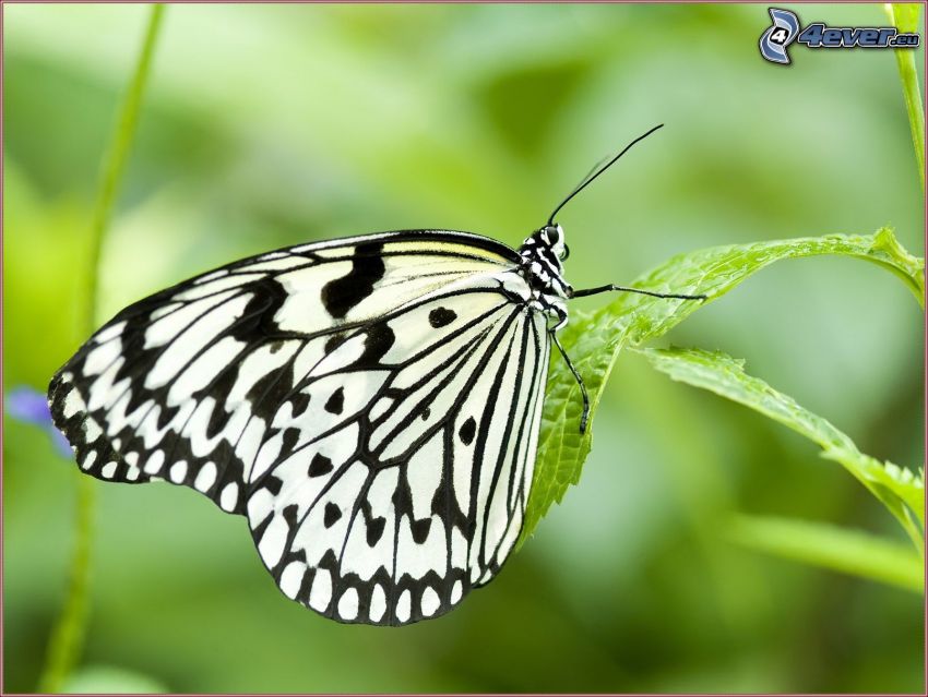 motyl na liściu