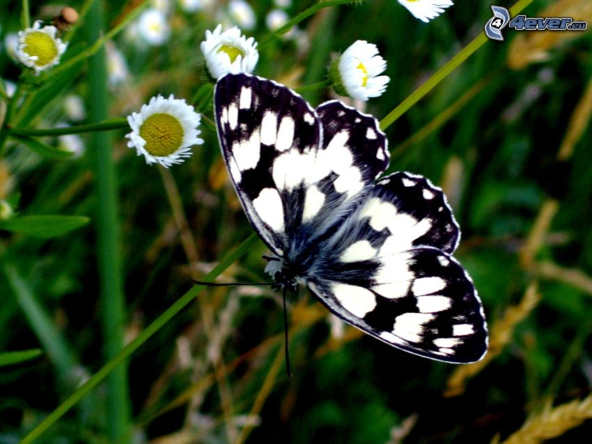 Motyl na źdźble trawy, trawa, kwiaty
