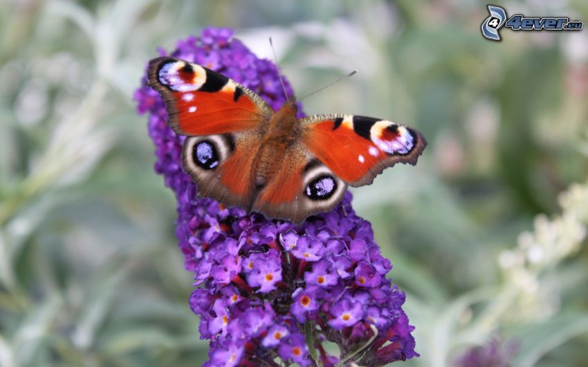 motyl pawie oczko, fioletowy kwiat