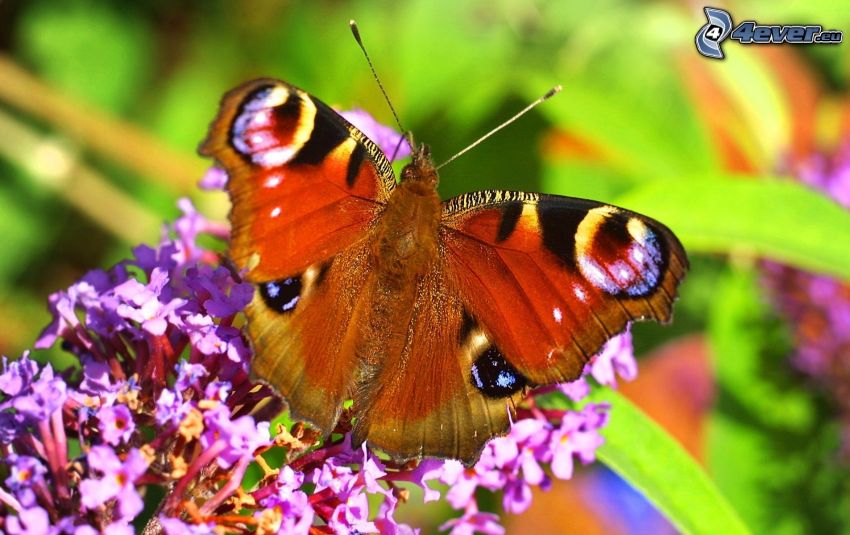 motyl pawie oczko, fioletowy kwiat