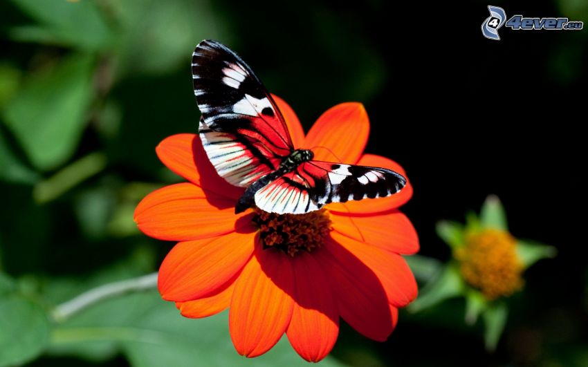 motyl pawie oczko, Motyl na kwiatku, pomarańczowy kwiat