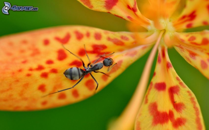 mrówka, kwiat, makro