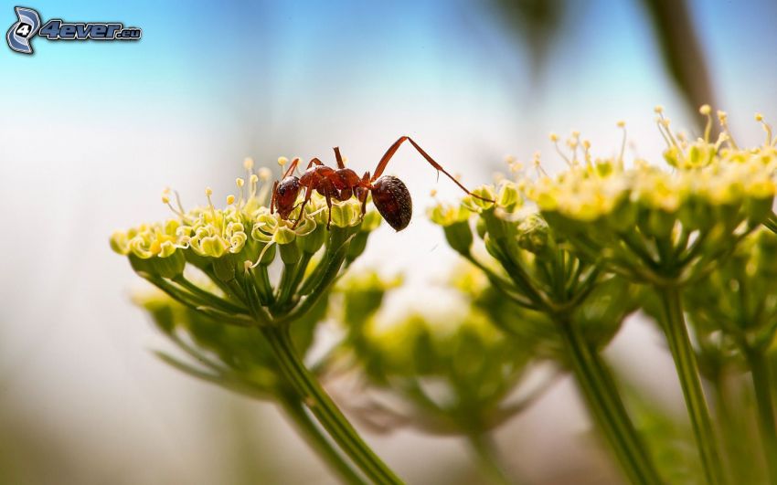 mrówka, kwiaty, makro