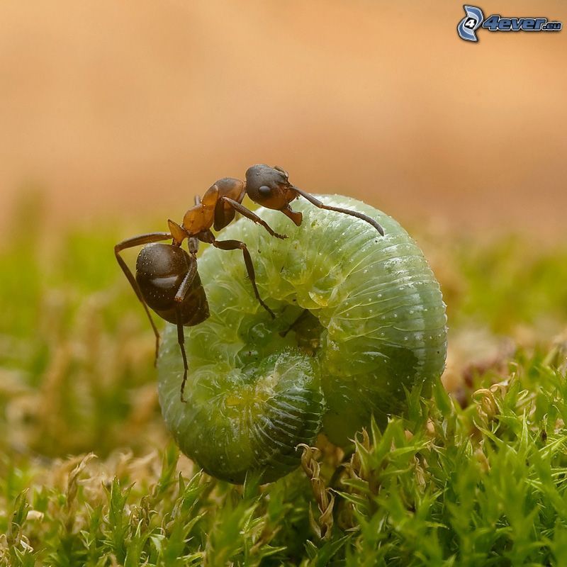 mrówka, larwa, makro