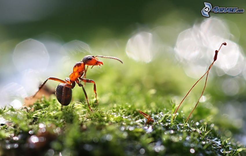 mrówka, makro