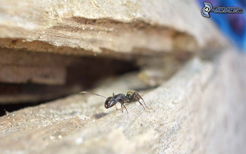 mrówka, makro