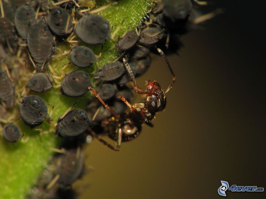 mrówka, młode, makro
