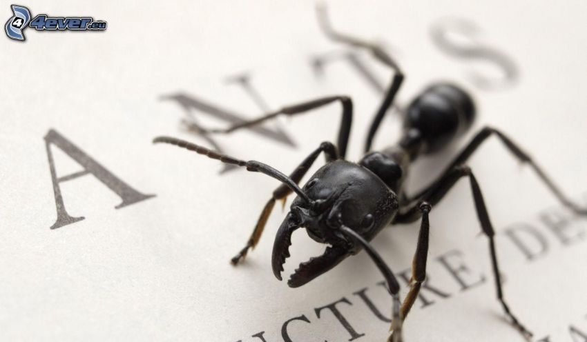 mrówka, papier, litery, makro