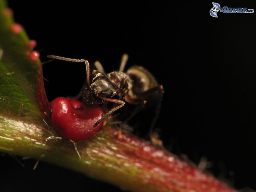 mrówka, roślina, makro