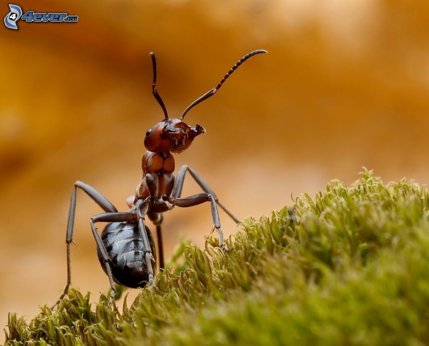 mrówka, trawa, makro