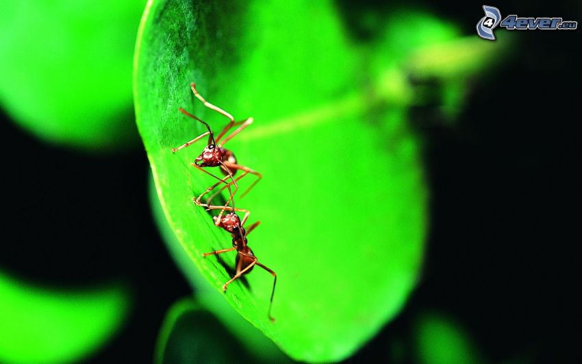 mrówki, zielony liść, makro