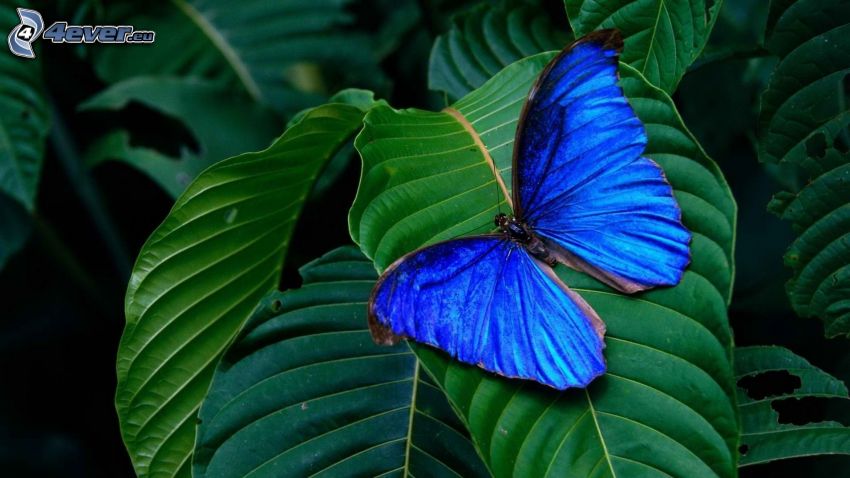 niebieski motyl, liście
