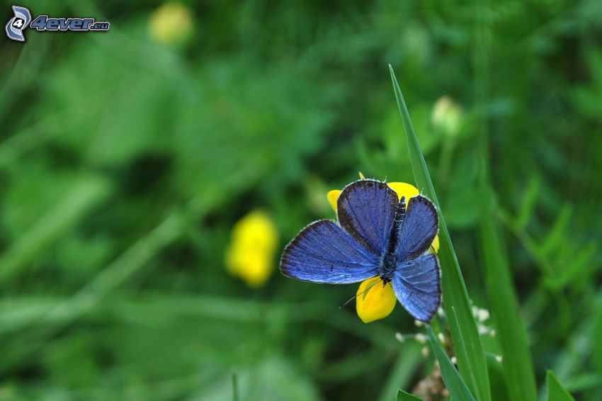 niebieski motyl, Motyl na kwiatku, żółty kwiat