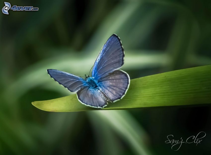 niebieski motyl, zielony liść