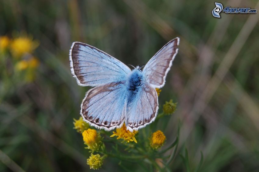 niebieski motyl, żółte kwiaty