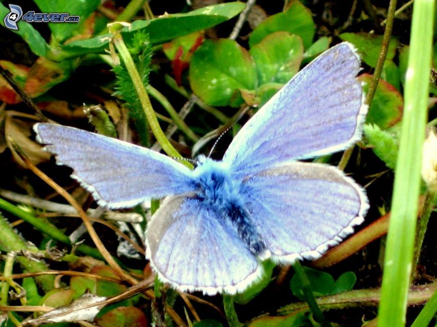 niebieski motyl