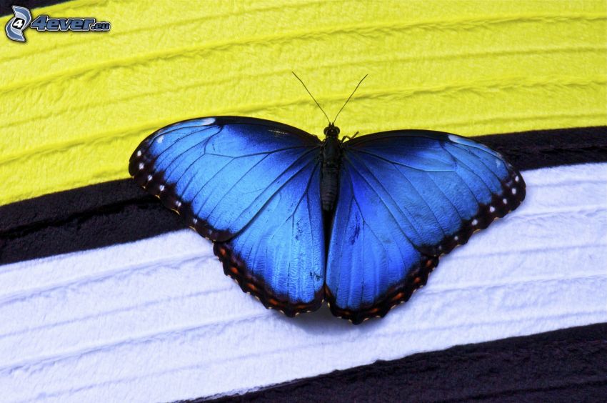 niebieski motyl