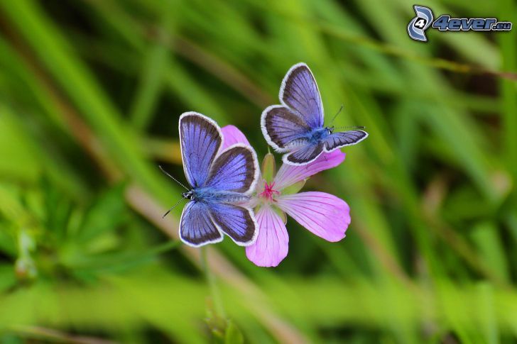 niebieskie motyle, kwiat