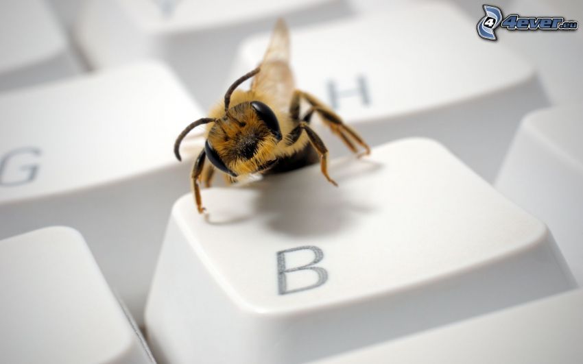 pszczoła, klawiatura