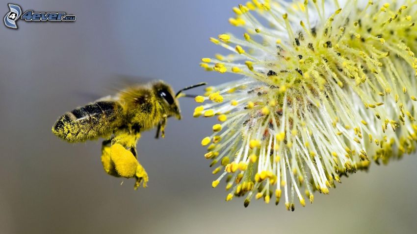 pszczoła, kwiat, makro