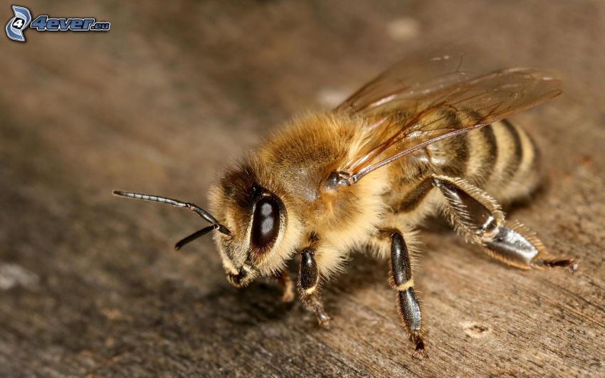 pszczoła, makro