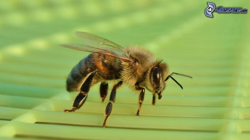 pszczoła, makro