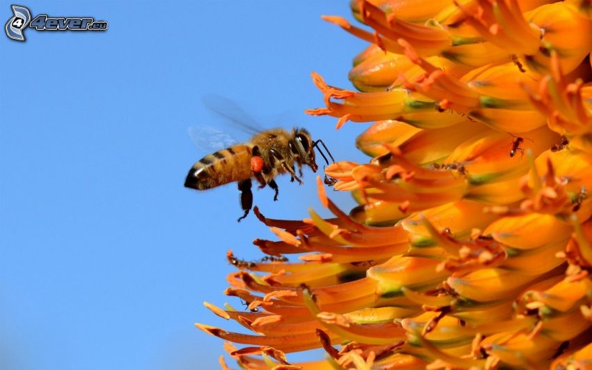 pszczoła, pomarańczowe kwiaty