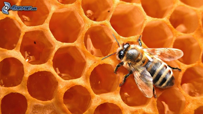 pszczoła, pszczeli wosk