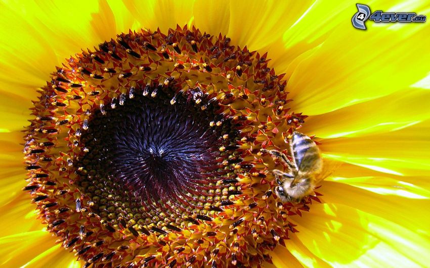 pszczoła, słonecznik