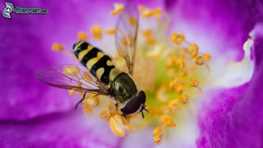 pszczoła na kwiatku, fioletowy kwiat, makro