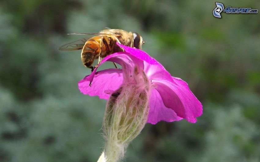 pszczoła na kwiatku, fioletowy kwiat