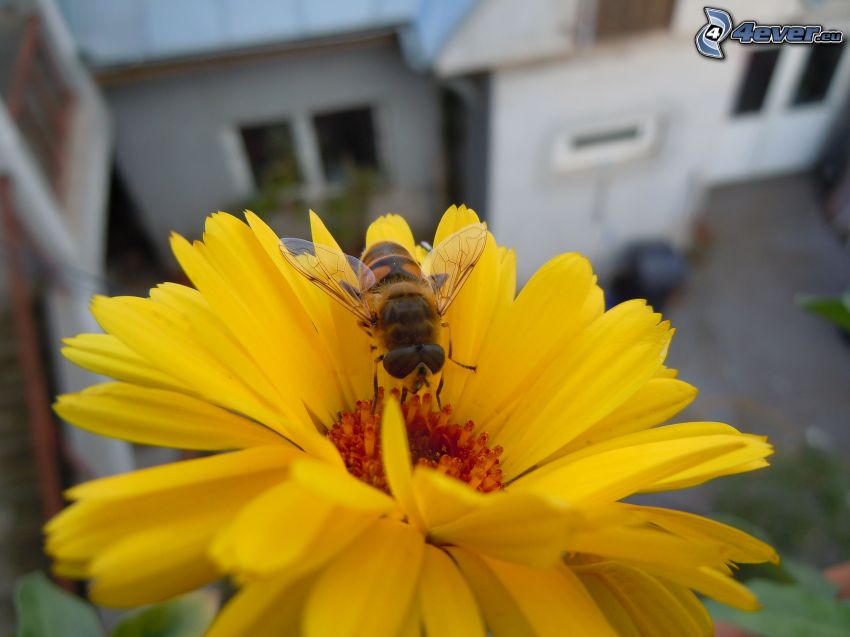 pszczoła na kwiatku, gerbera, żółty kwiat