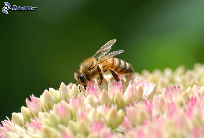 pszczoła na kwiatku, makro