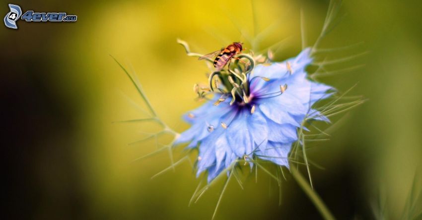 pszczoła na kwiatku, niebieski kwiat